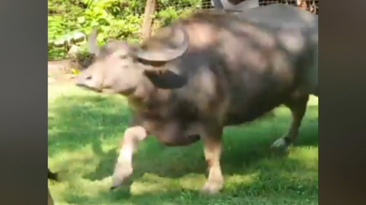 Chinese water buffalo on the loose in Charlotte