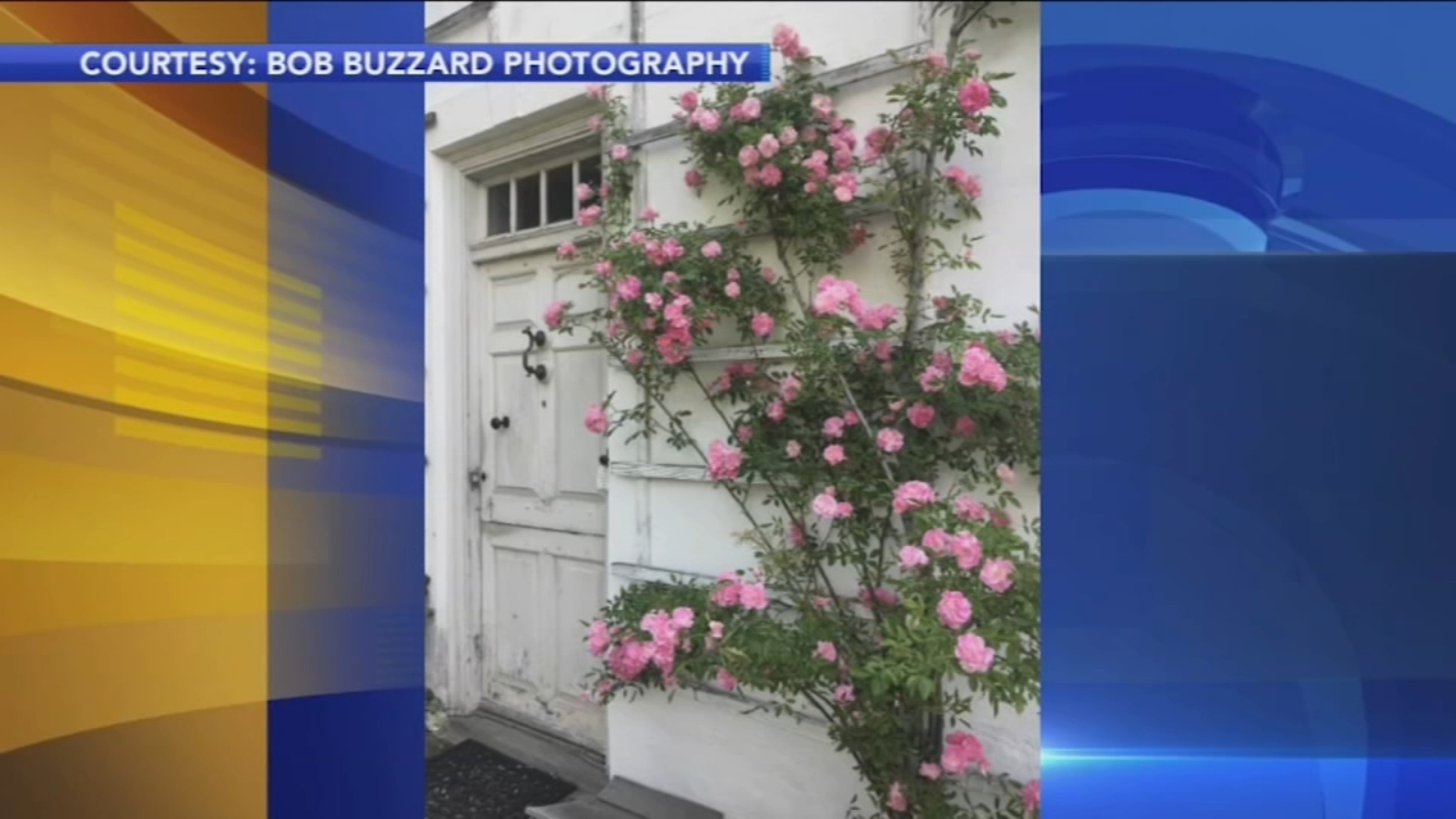 Historic rose bush stolen from Wyck House garden in Germantown Historic rose bush stolen from Wyck House garden in Germantown