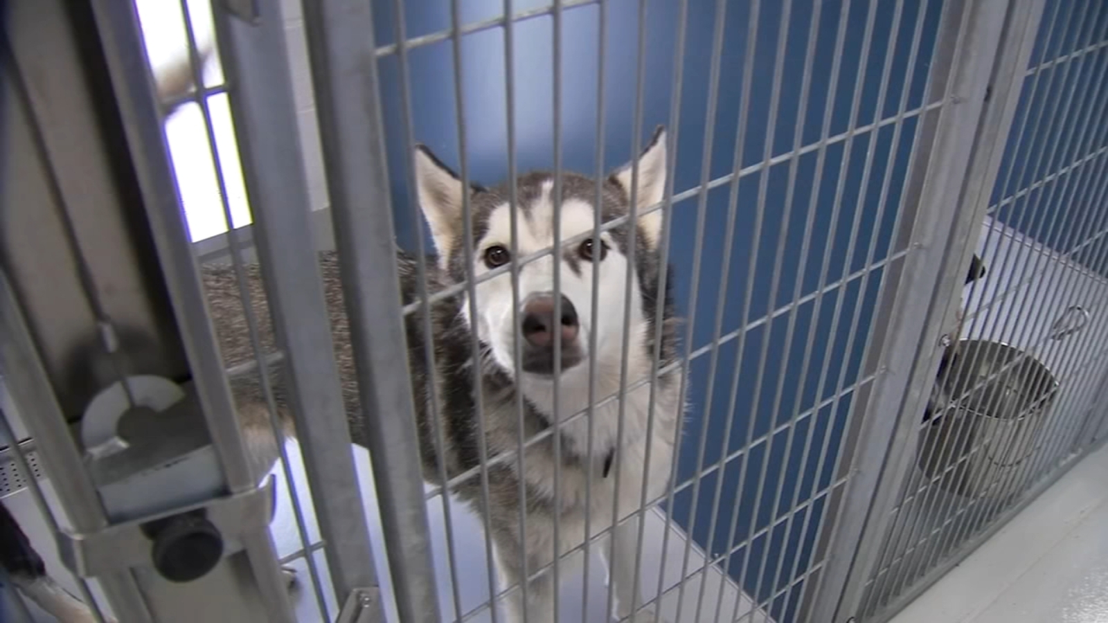 Fresno Animal Center offering $4 adoptions for July - ABC30 Fresno