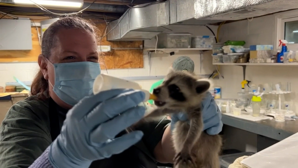 Refuge works to preserve local wildlife in Medford, N.J.