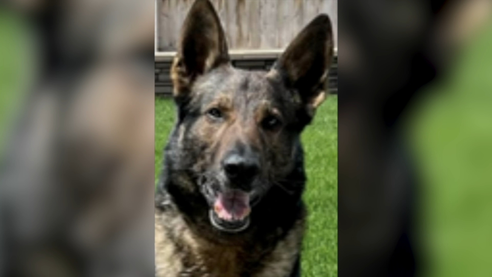 Reward being offered for information on missing Reedley Police K9 - Vimarsana News