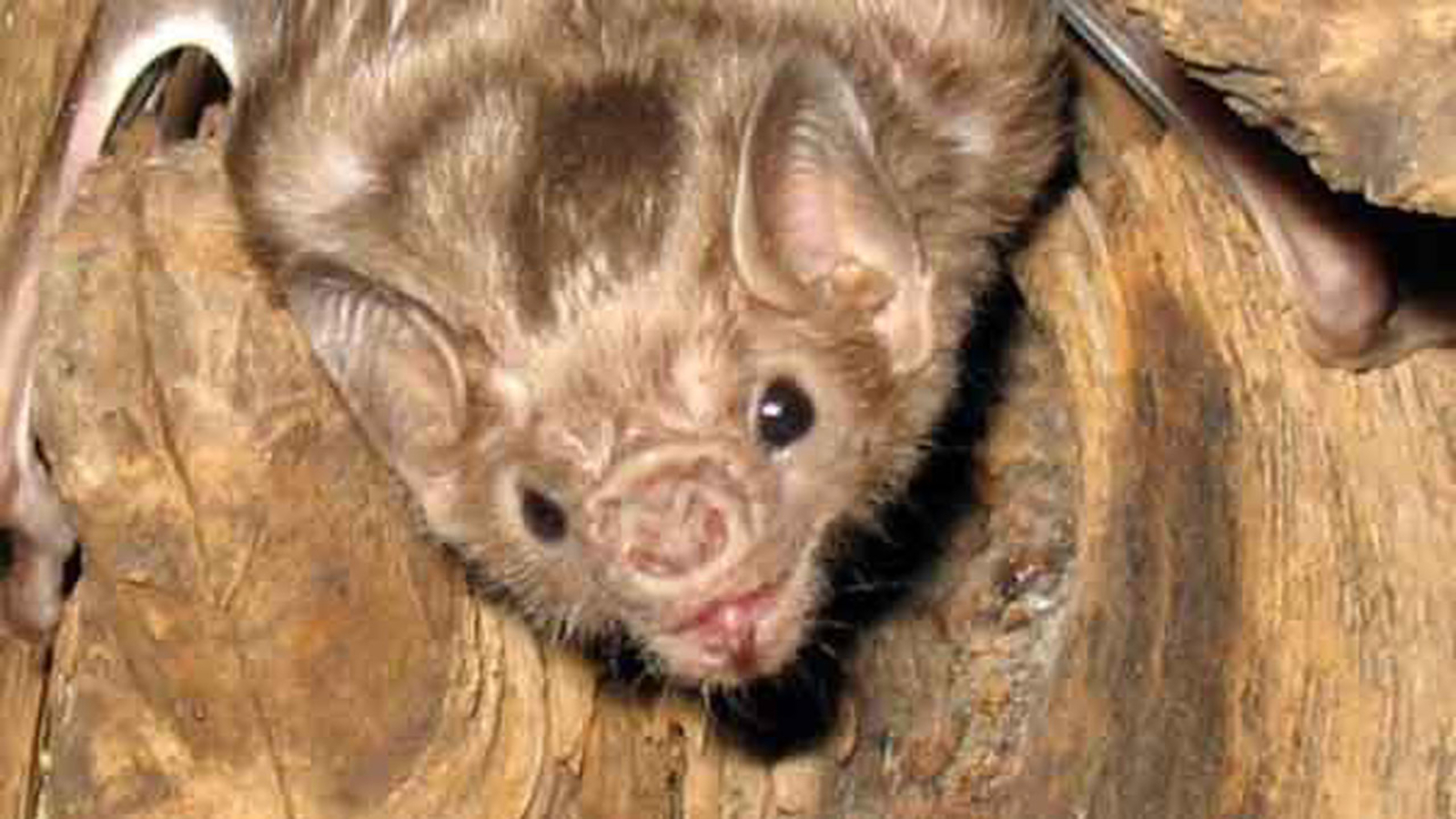 Houston's "Bats on the Bayou" event to feature natural wonder ABC13