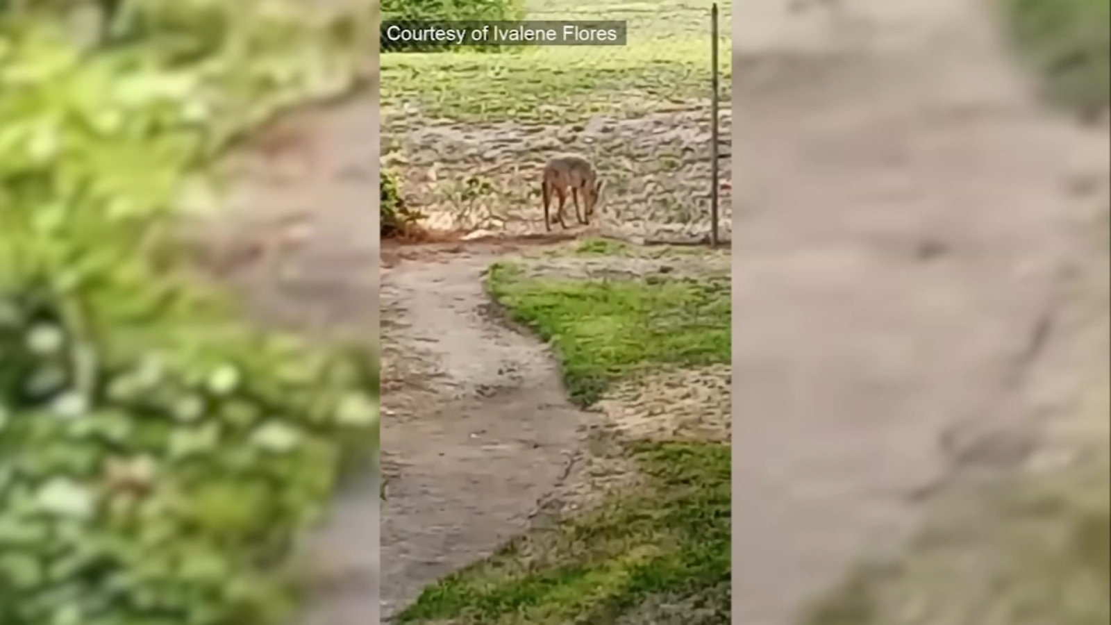 Coyote sightings in Clovis raising concerns for residents - Vimarsana News