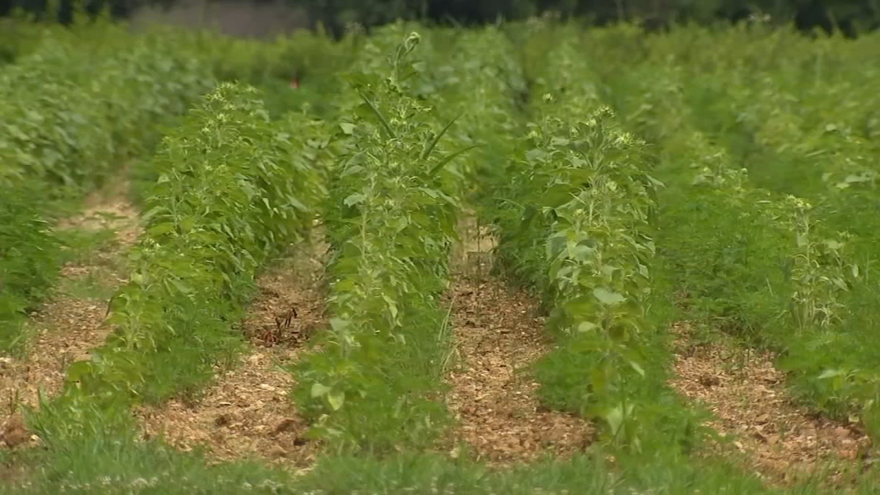 Sunflowers near me in Raleigh | Dix Park sun flowers to bloom next week: Everything you need to know before you visit - Vimarsana News
