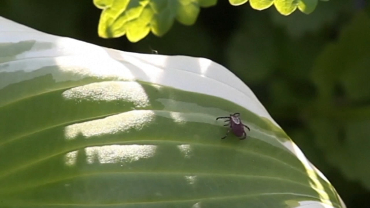 Rise in reports of tick-borne diseases as tick season nears peak