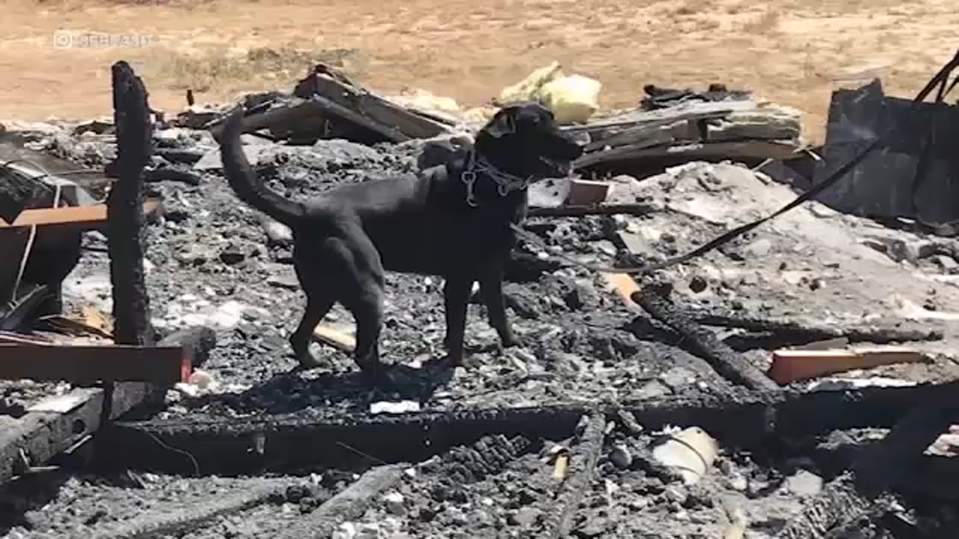 Veterinaria presenta demanda contra LASD por muerte de perro policía