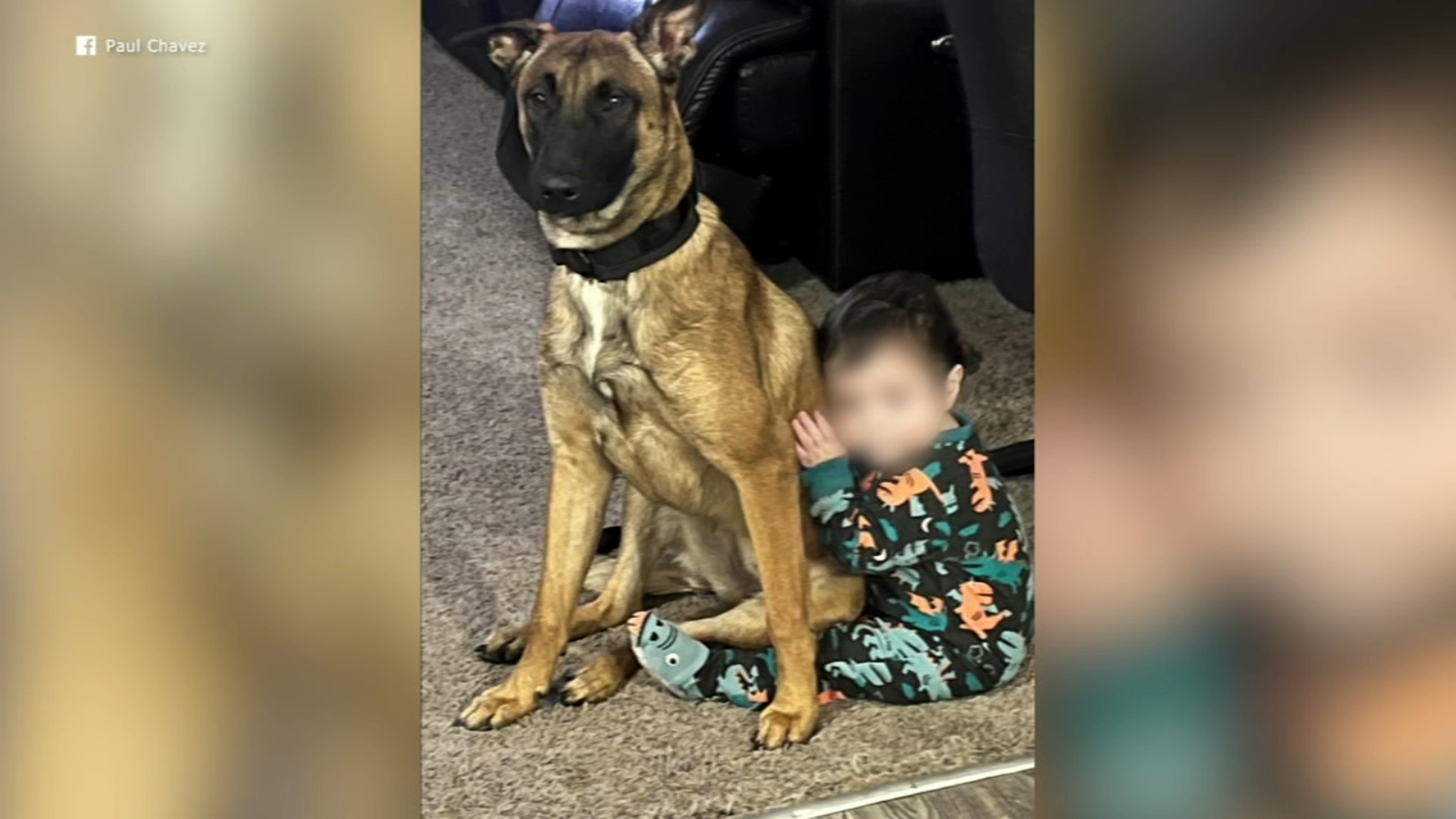 Dog missing after running away from Brighton Park Animal Hospital, Chicago family says - Vimarsana News