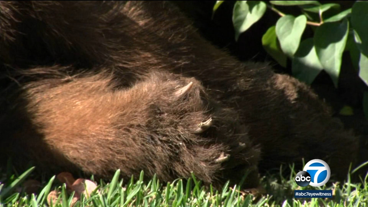 Dead bear removed from lawn in Monrovia