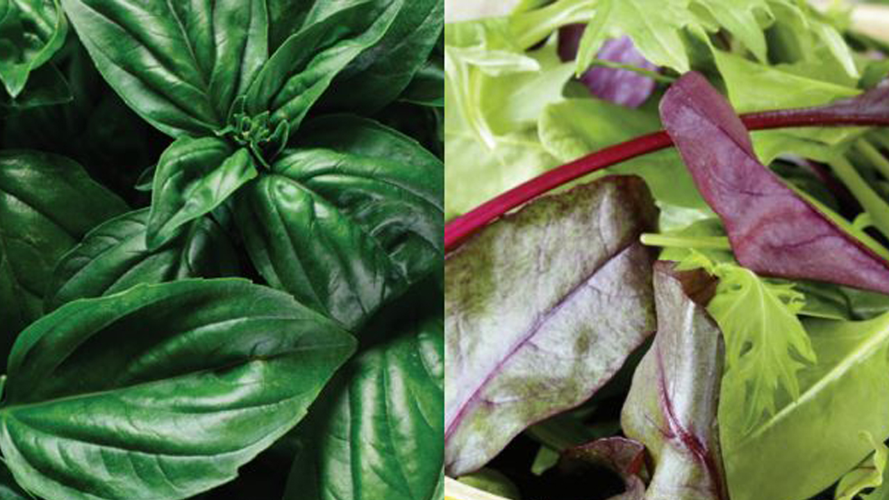 How you can prevent getting sick from cyclospora this summer
