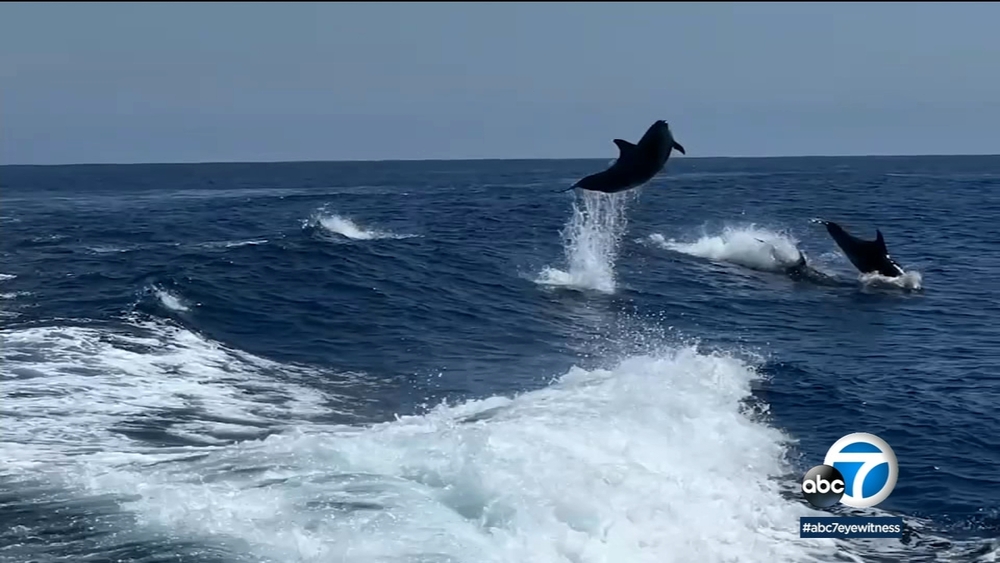 Rare sighting: 5 Blue Whales spotted off Long Beach coast