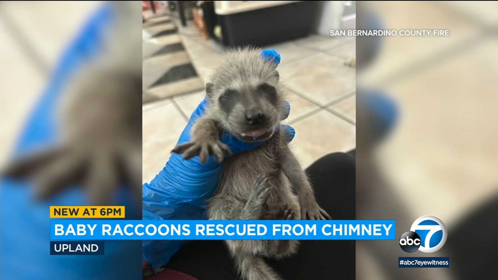 San Bernardino County firemen rescue baby raccoons from chimney of