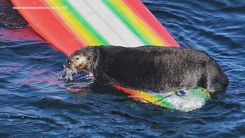 Wildlife officials are now monitoring and attempting to capture an infamous sea otter in Santa Cruz who has a thing for surfers.