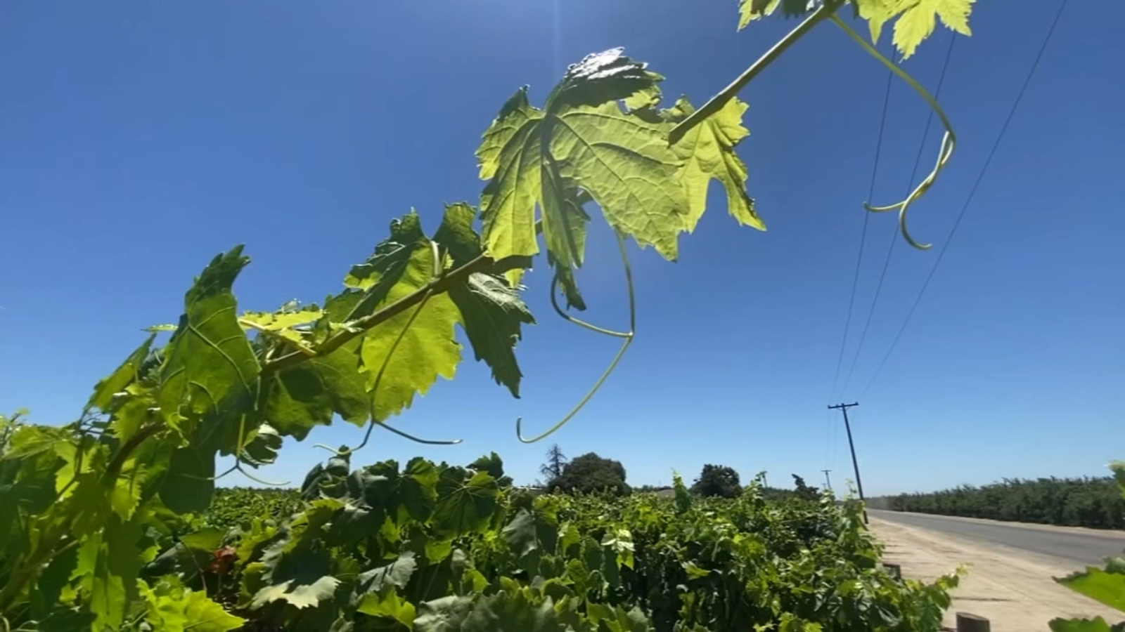 Heat wave impacts on ag and how employers are protecting employees - Vimarsana News