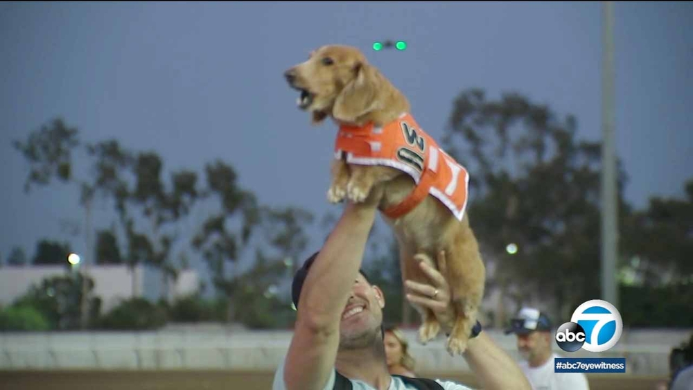 Wienerschnitzel race crowns fastest wiener dog in the West
