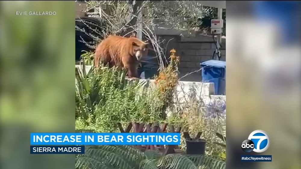 Thirsty bear cubs drink from fountain in Sierra Madre home's backyard