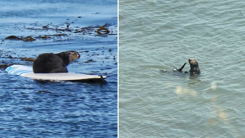 Surfing sea otter evades capture for another day in Santa Cruz