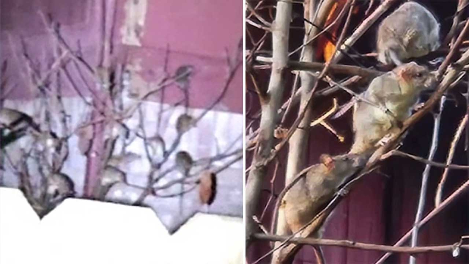 Pasadena city councilmember says warrant to enter home may be next step in solving rat problem Pasadena city councilmember says warrant to enter home may be next step in solving rat problem