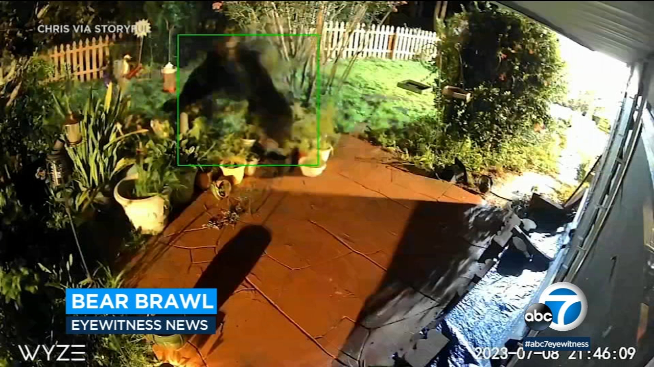'UFC-style' brawl between 2 bears breaks out in Florida man's yard