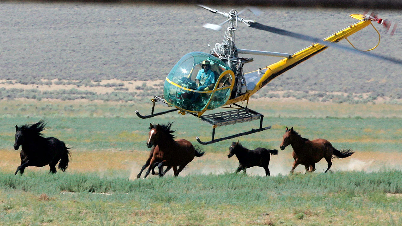 Animal advocates call for changes to wild horse wrangling following deaths during roundup in Nevada - Vimarsana News