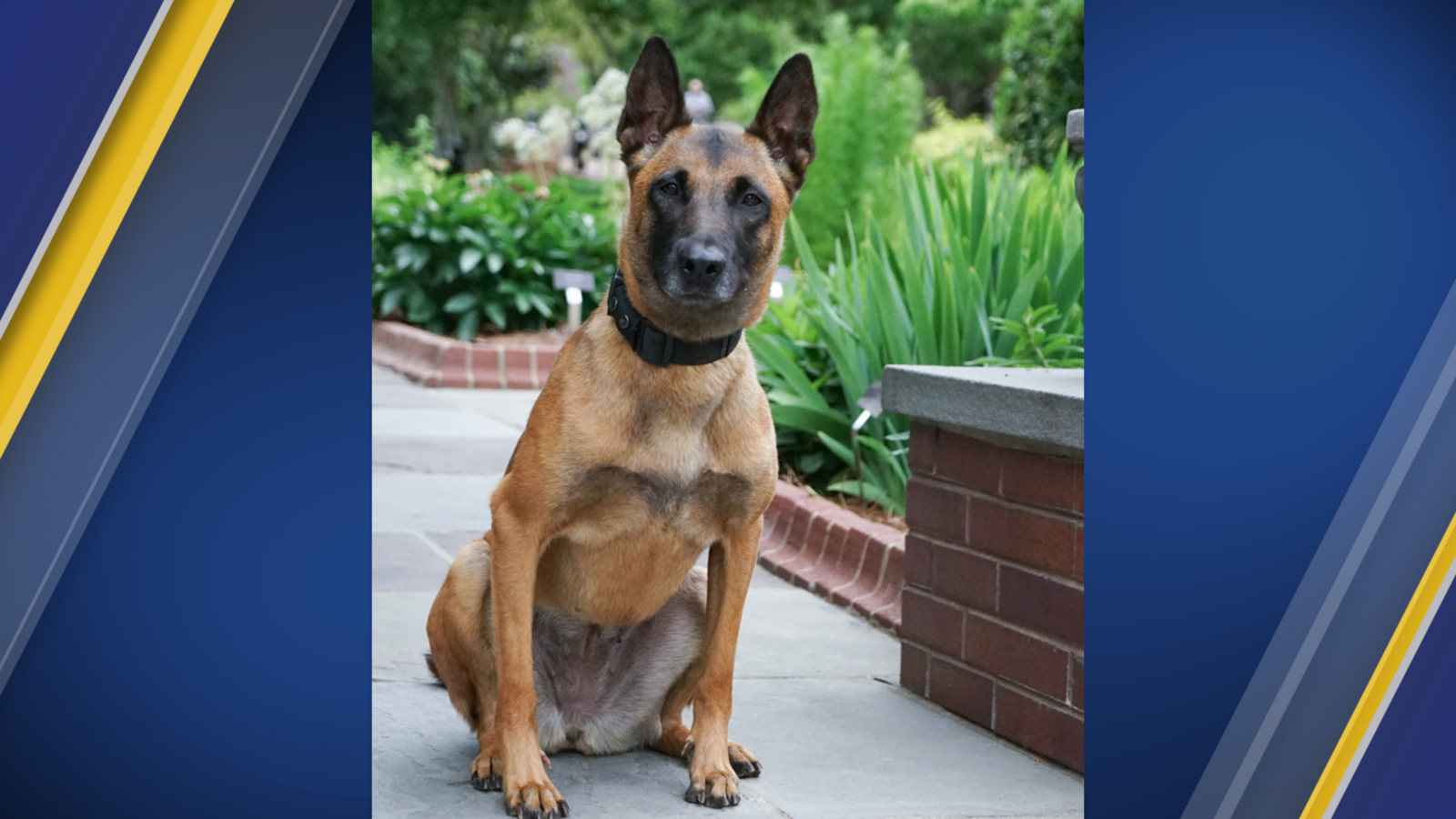 Cary K9 officer hit, injured during police chase, suspect at large - Vimarsana News