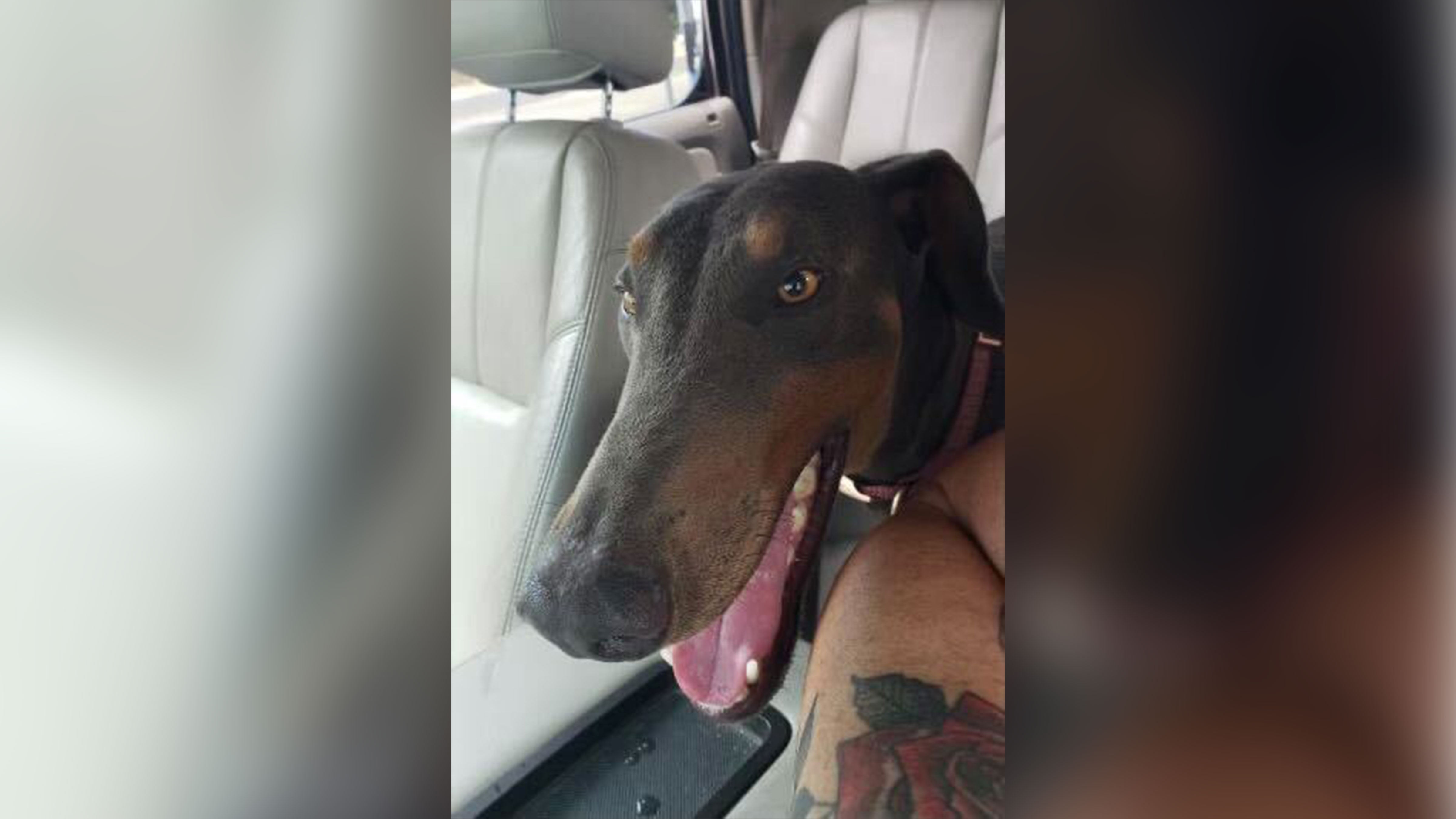 Stolen Tulare County dog returned to owner ABC30 Fresno