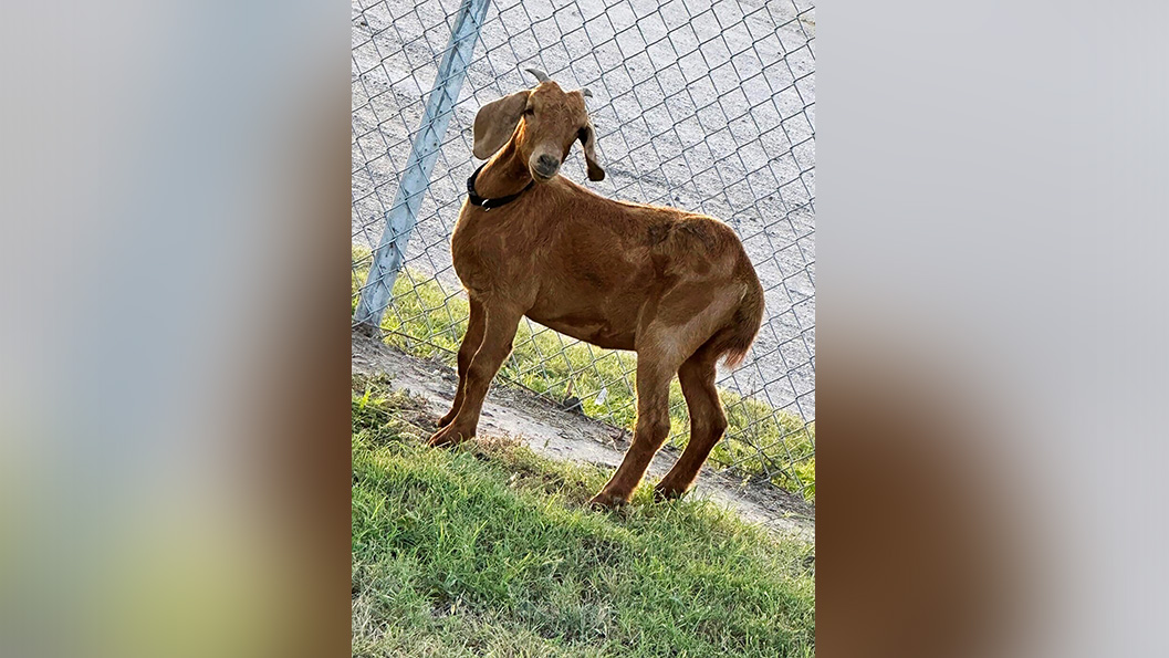 Avid search for missing Texas rodeo goat bringing residents of a small rural county together - Vimarsana News