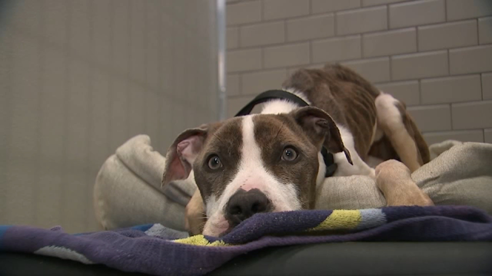 Dog rescue NYC 2 pit bulls rescued after being found starving