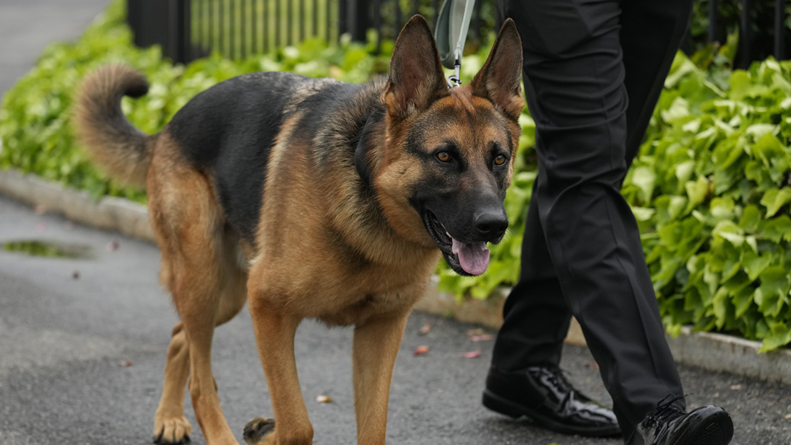 Biden's dog biting: Commander bit Secret Service 10 times in 4 months, records show - Vimarsana News