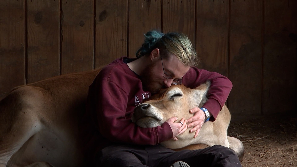 This farm lets you cuddle with cows for therapy