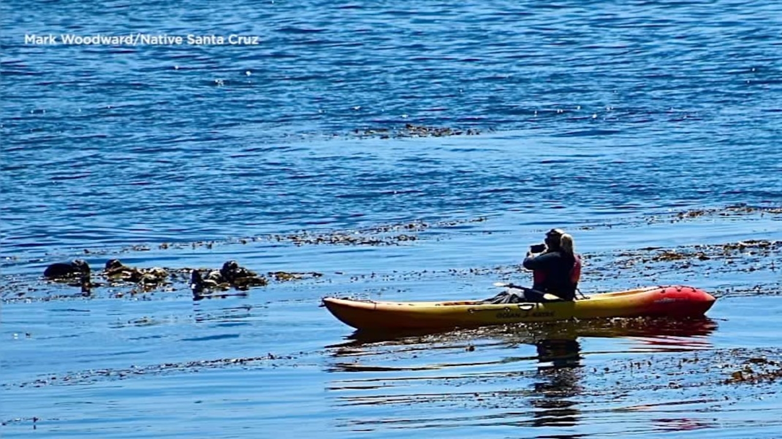 As concerns of sea otter harassment in Santa Cruz grow, officials point