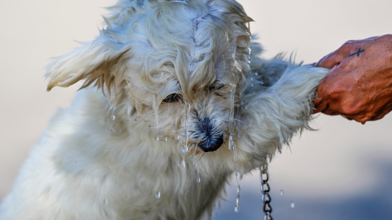Tips to keep your pets safe during extreme heat