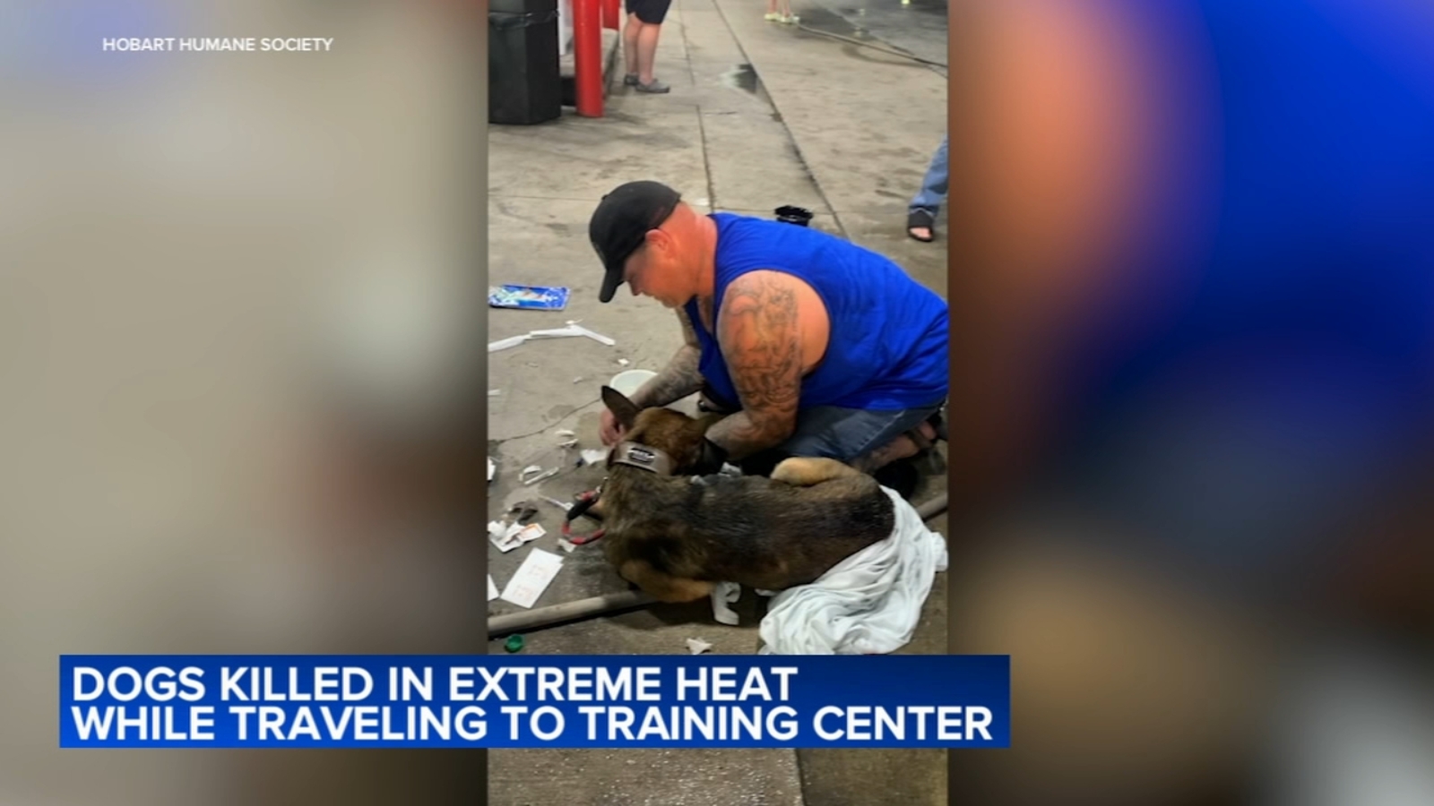 10 German shepherds die after overheating during drive from O'Hare to Michigan - Vimarsana News