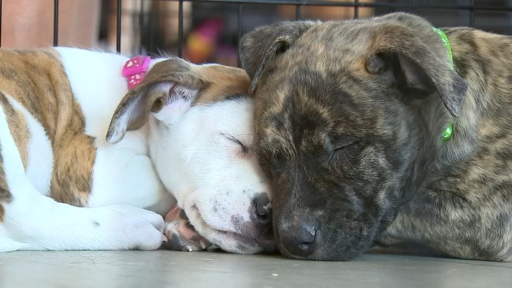 Puppies, large dogs meet potential pet parents at fitness center
