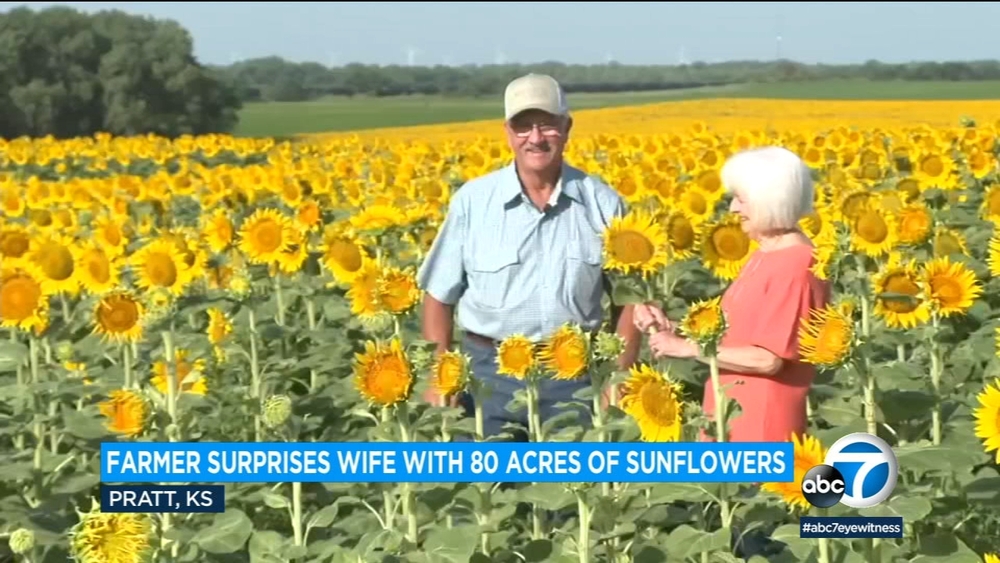 Kansas farmer plants 1.2M sunflowers as 50th anniversary gift for wife