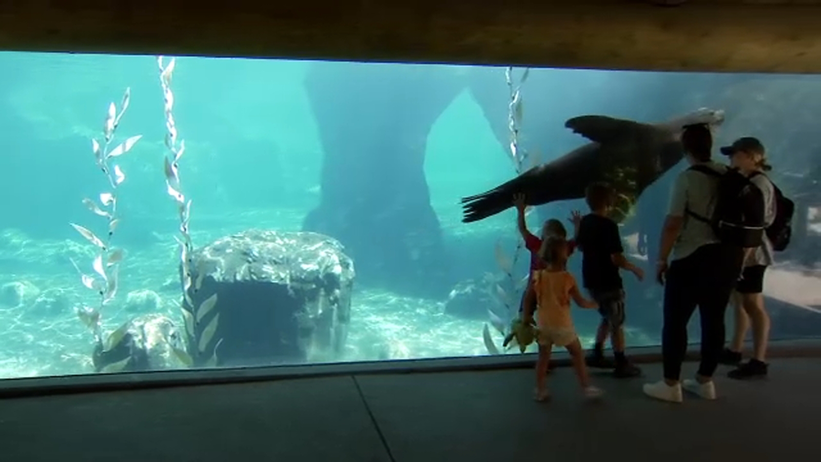 Free tickets for families to Fresno Chaffee Zoo through 'Access for All' program - Vimarsana News