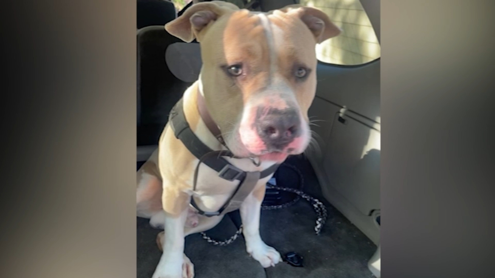 Apex animal cruelty: Missing dog had to be put to death after being found with extensive burns all over its body - Vimarsana News