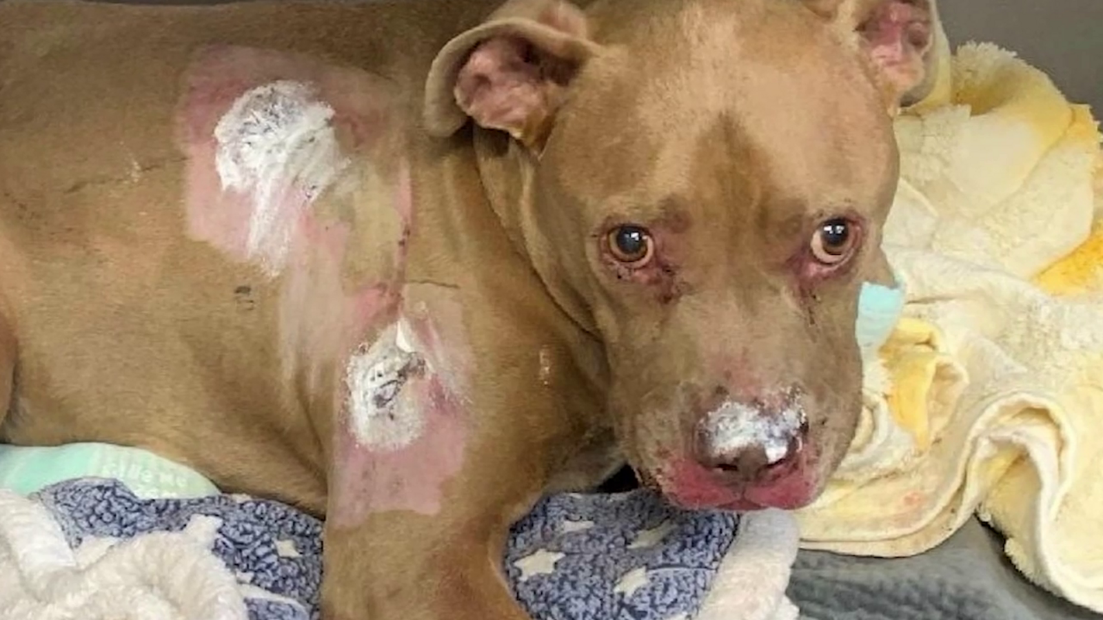 Dog recovering from severe burns after deadly house fire in Merced County - Vimarsana News