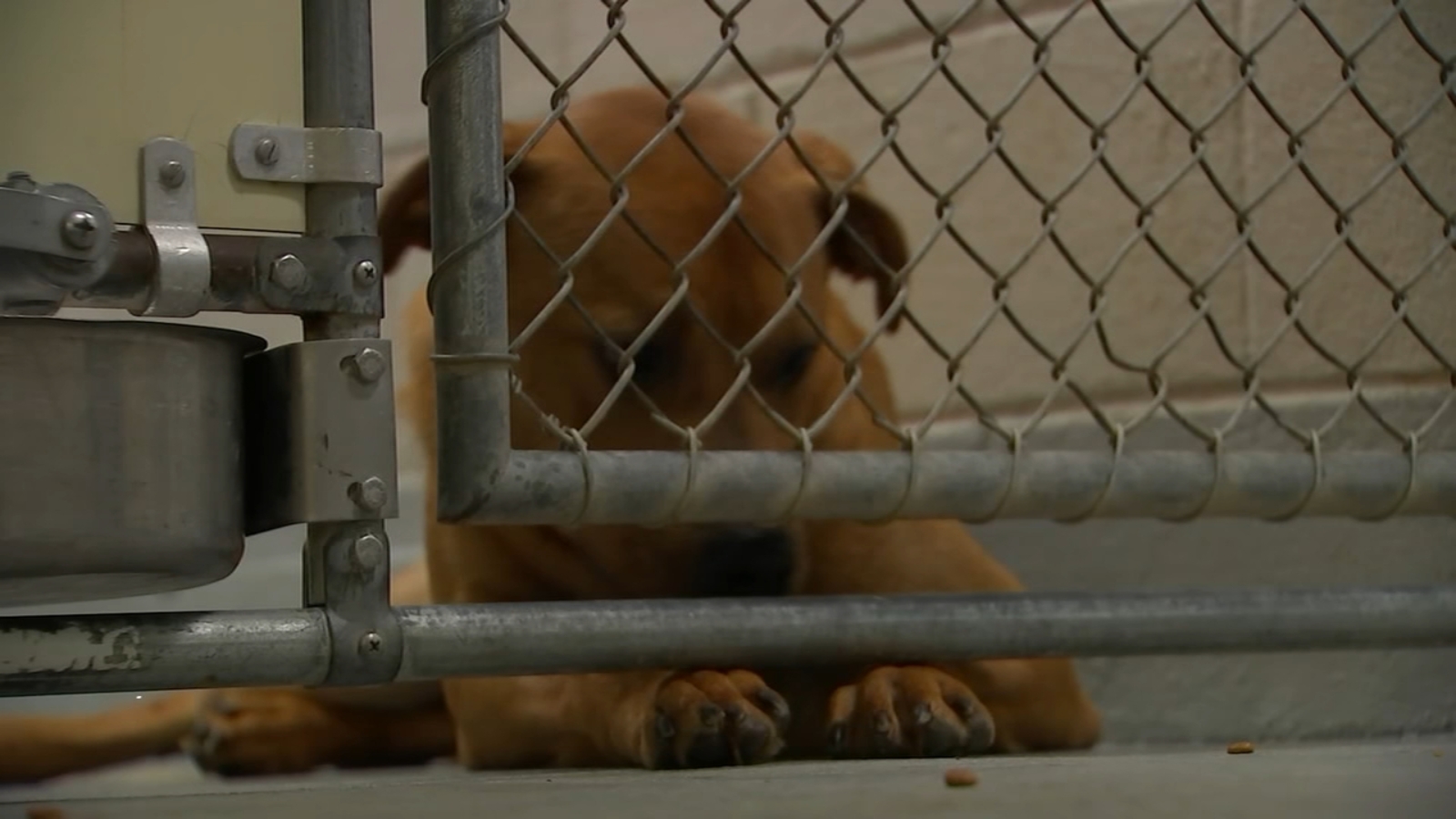 Heartbreaking Wake County Animal Shelter pleas for help as shelter fills up Heartbreaking Wake County Animal Shelter pleas for help as shelter fills up