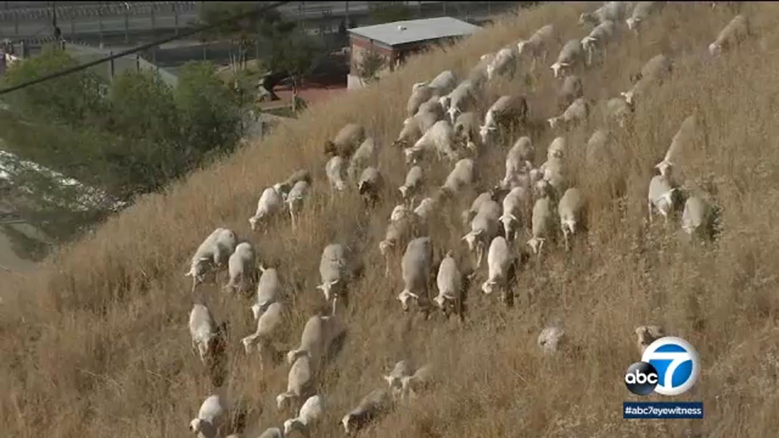 Southern California inmates working alongside sheep, goats to clear dry brush that could fuel fires - Vimarsana News