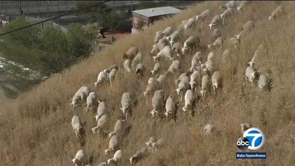 SoCal inmates work alongside sheep, goats to clear dry brush