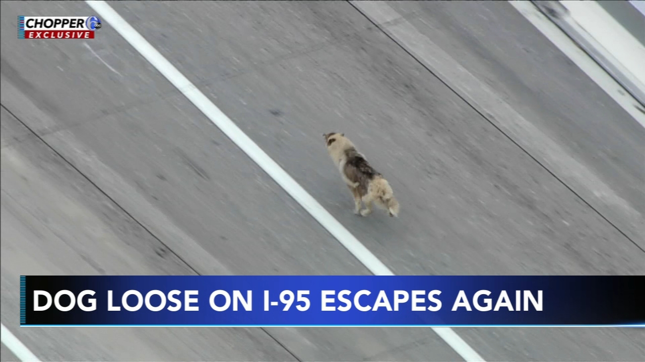 13611740_080723-wpvi-i-95-dog-