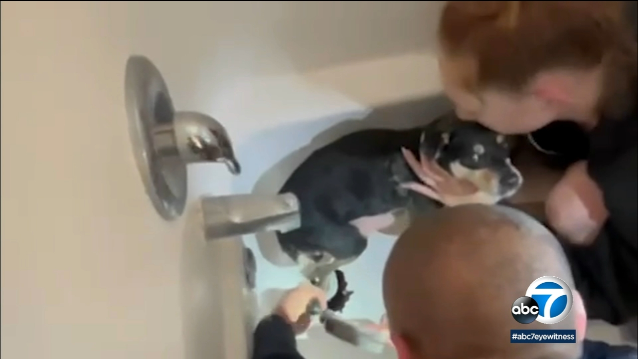 Small Chihuahua rescued after paw gets stuck in bathtub drain