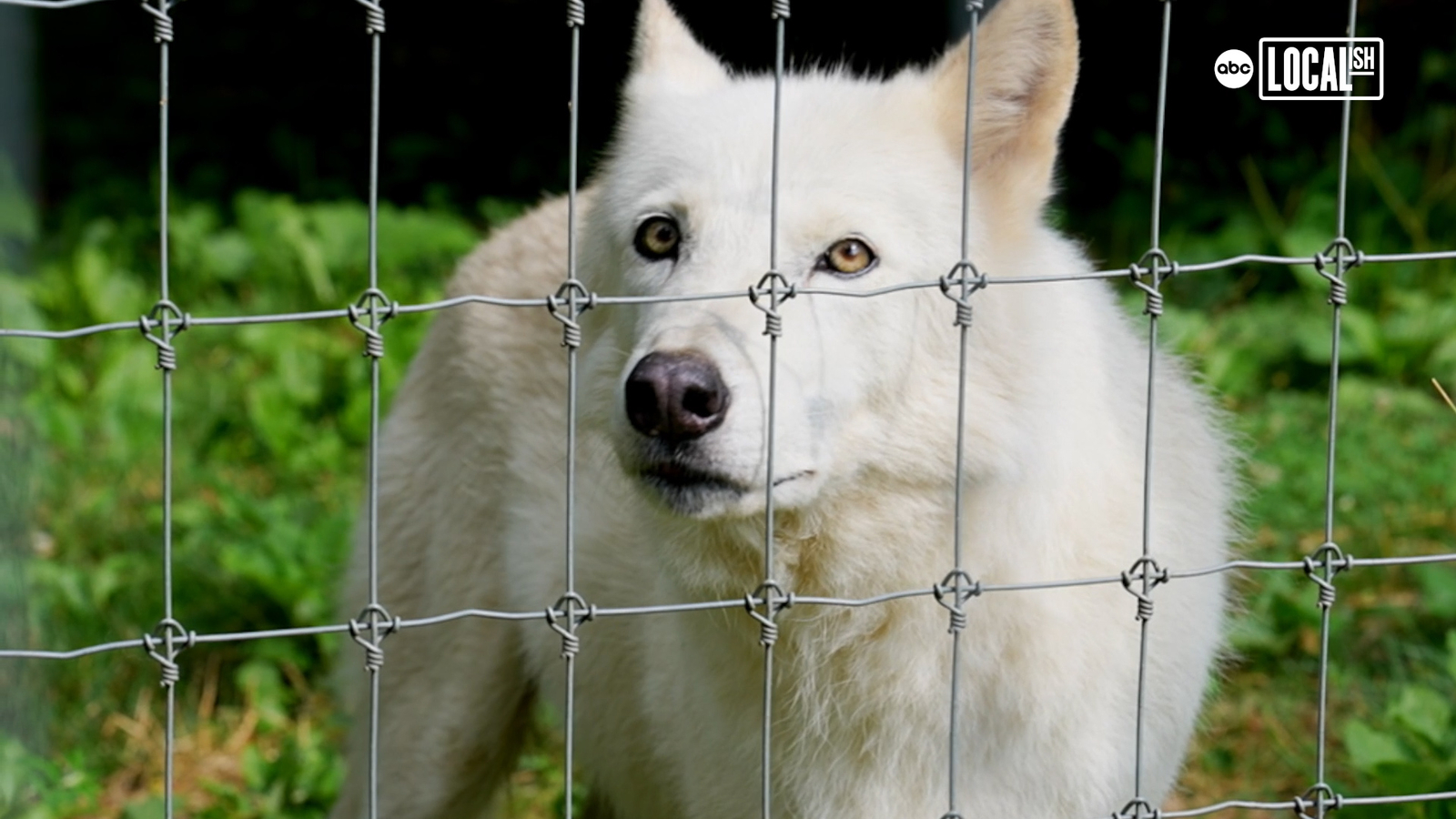Wolf Sanctuary of Pennsylvania is on a mission to save animals - Vimarsana News