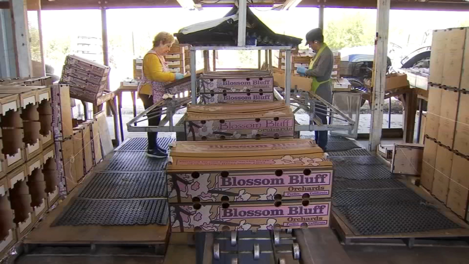 Blossom Bluff Orchards in Parlier growing all kinds of fruits Blossom Bluff Orchards in Parlier growing all kinds of fruits