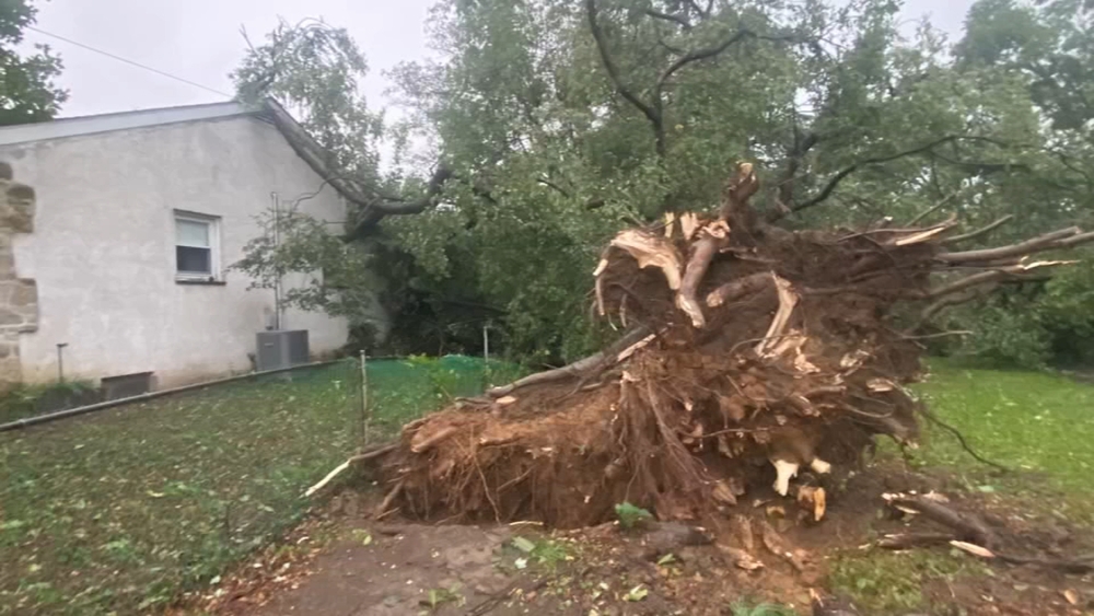 Severe storms bring down trees across Delaware Valley