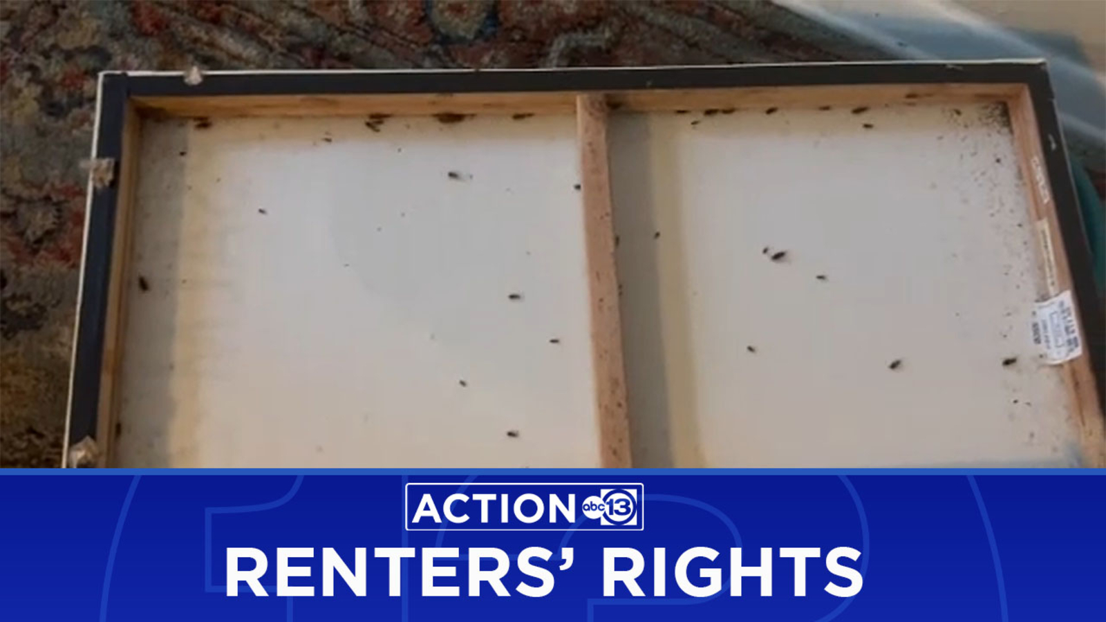 ABC13 Renters Rights: Woman says abandoned next-door apartment at The Heights at Post Oak led to roach infestation - Vimarsana News