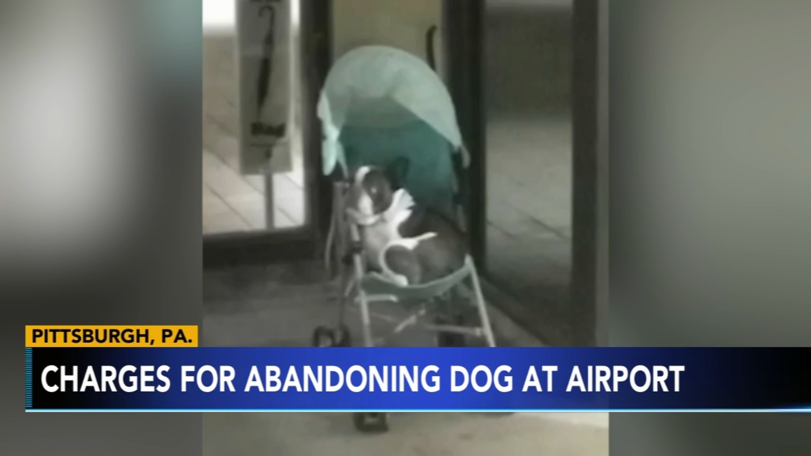 Woman leaves French bulldog in stroller at Pittsburgh International