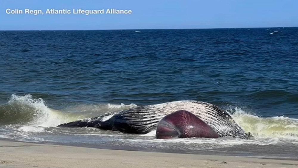 Lifeguards spot dead whale washed up along Jersey Shore