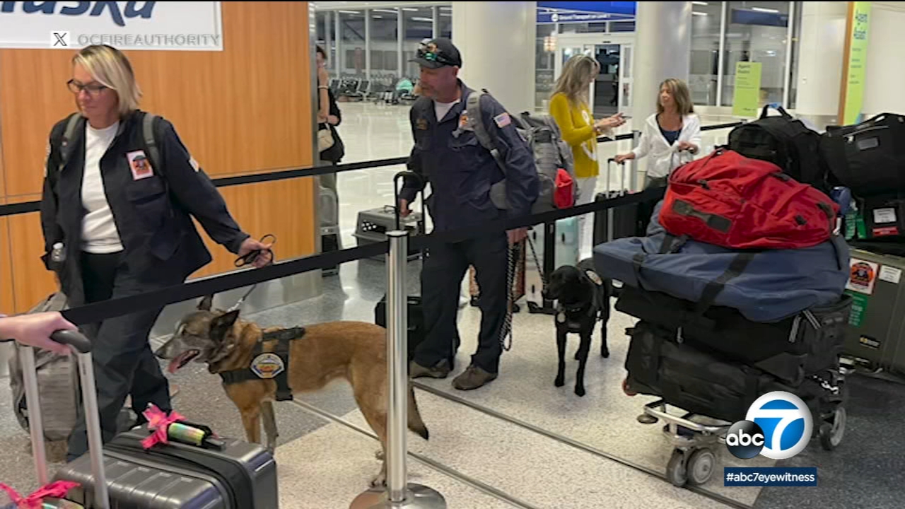 Cadaver dogs from SoCal headed to Maui to help search for victims