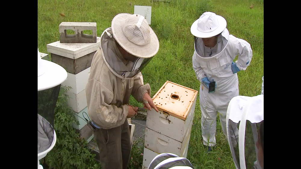 Become a beekeeper for a day